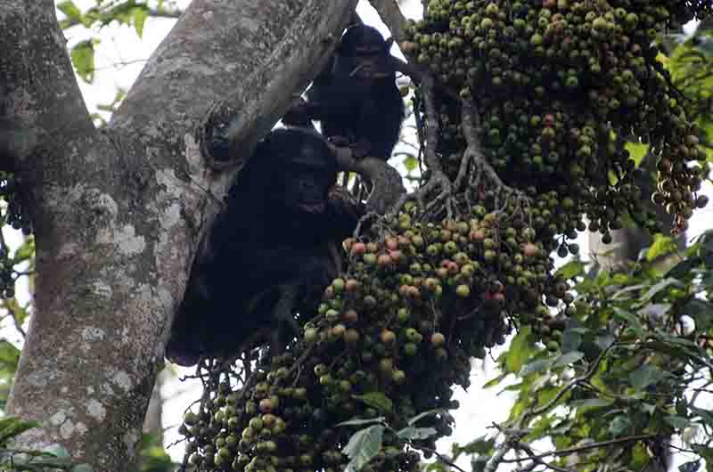 03 - Chimpances - parque nacional de Nyungwe - Ruanda